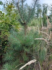 Pinus sylvestris