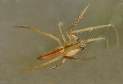 Eustala fuscovittata