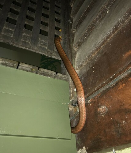 Brown Tree Snake sighting