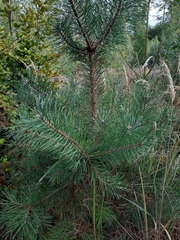Pinus sylvestris