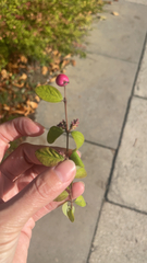 Symphoricarpos orbiculatus