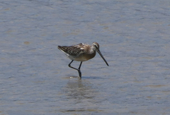 Limnodromus semipalmatus