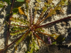 Diascia elongata