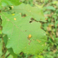 Calvia quindecimguttata
