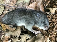 Uromys caudimaculatus