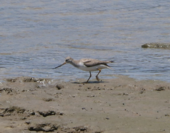 Xenus cinereus