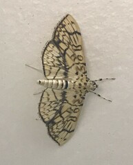 Haritalodes
