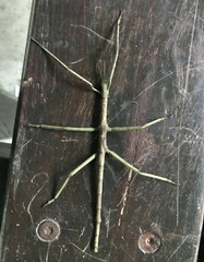 Acrophylla wuelfingi