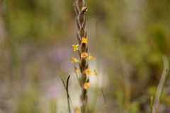 Struthiola tomentosa