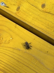 Apis mellifera
