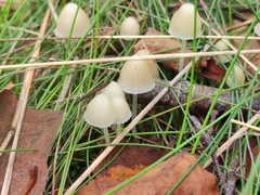 Mycena capillaripes
