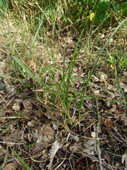 Carex arenaria