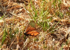 Acraea horta