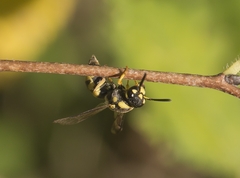 Antepipona
