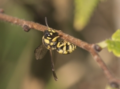 Antepipona