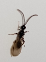 Diapriinae