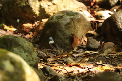 Psolodesmus mandarinus