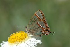 Callophrys dospassosi