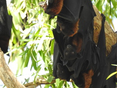 Pteropus alecto