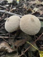Lycoperdon perlatum