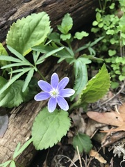 Hepatica acutiloba