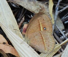 Brakefieldia perspicua