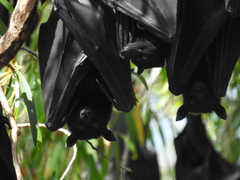 Pteropus alecto