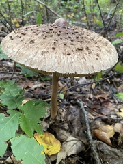 Macrolepiota mastoidea