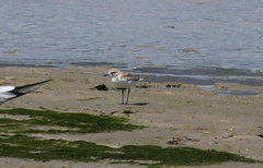 Charadrius leschenaultii