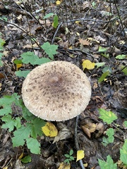Macrolepiota mastoidea