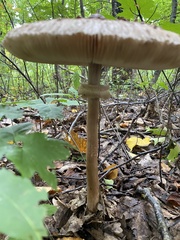Macrolepiota mastoidea