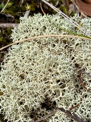 Cladonia confusa