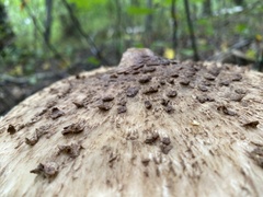 Macrolepiota mastoidea