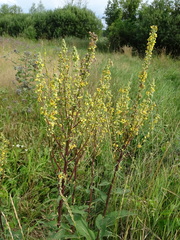 Verbascum nigrum