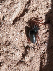 Trachyzelotes pedestris