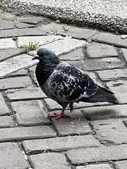 Columba livia
