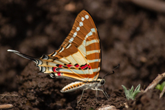 Graphium nomius