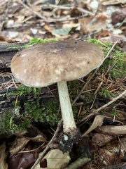 Pluteus cervinus