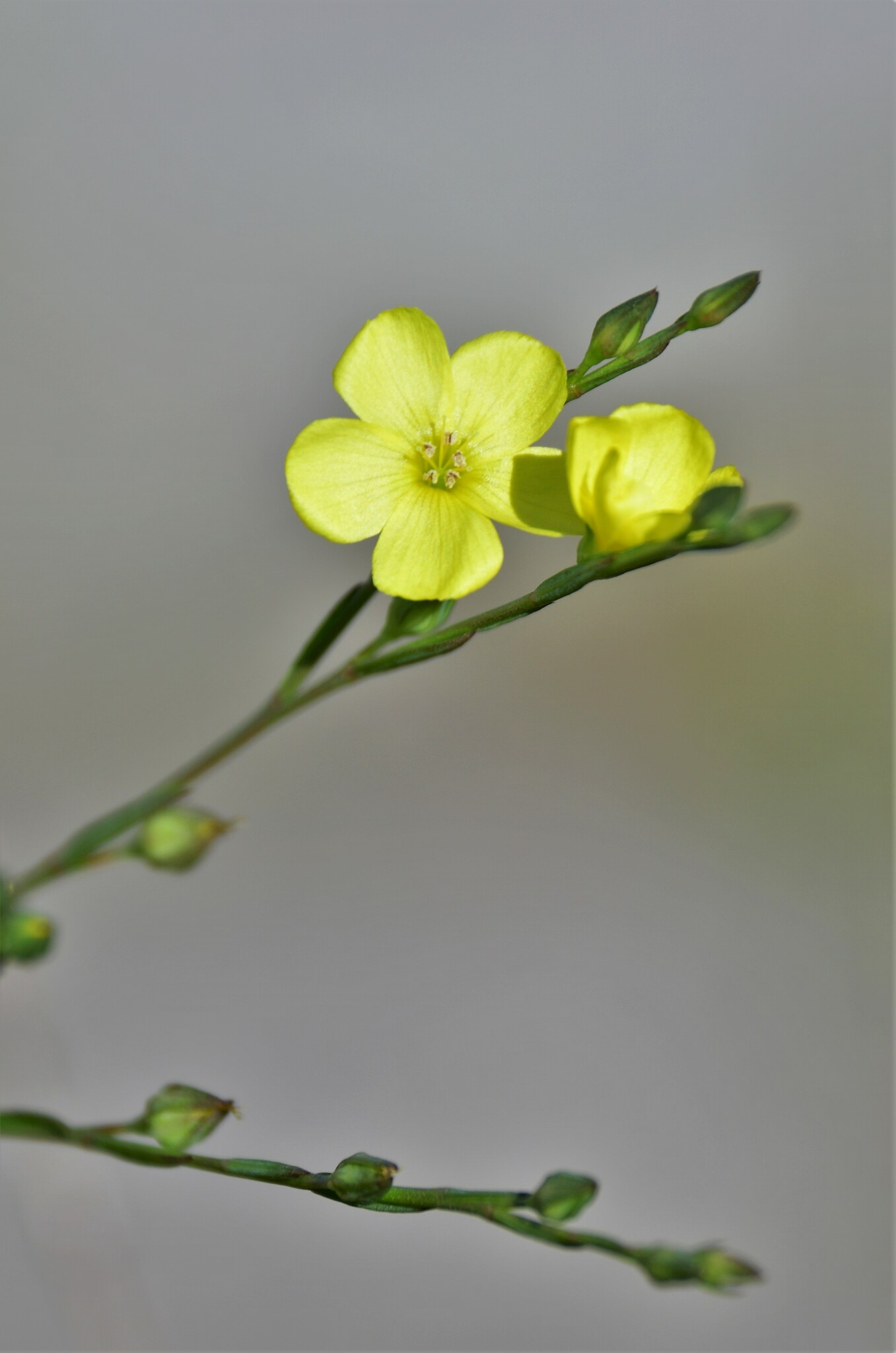 Linum floridanum var. floridanum