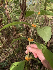 Triosteum aurantiacum