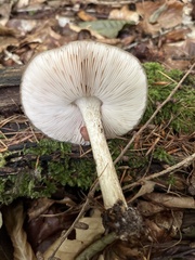 Pluteus cervinus