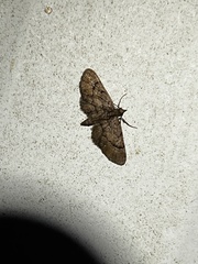 Eupithecia peckorum