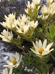 Leucadendron strobilinum