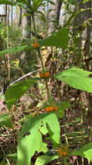 Triosteum aurantiacum