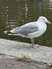 Larus argentatus