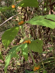 Triosteum aurantiacum