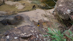 Prioneris clemanthe