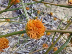 Tersonia cyathiflora