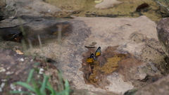 Prioneris clemanthe