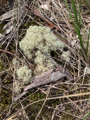 Cladonia confusa